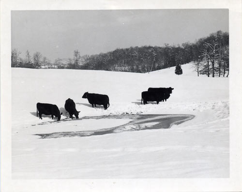 Cattle